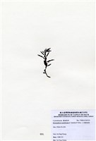 藏品(三角翼枝藻)的圖片